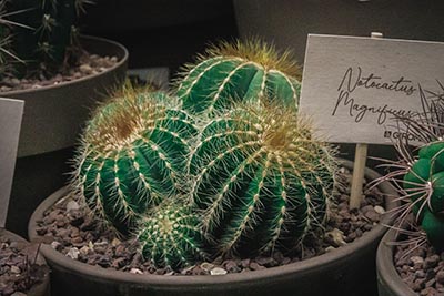 Gymnocalycium saglionis "Un Pico" en pot